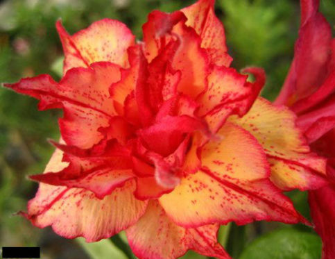 (image for) Adenium Triple Klumanthong 5 Seeds - Click Image to Close